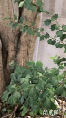 66公分丛生女贞