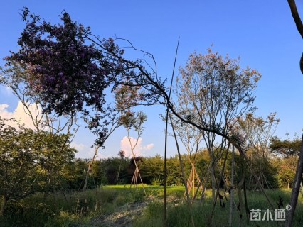 10公分造型紫薇
