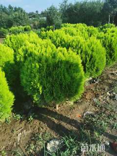 高度80厘米洒金柏