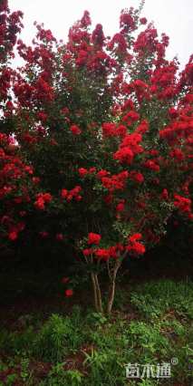 高度700厘米丛生紫薇