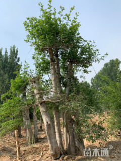 12公分对节白蜡