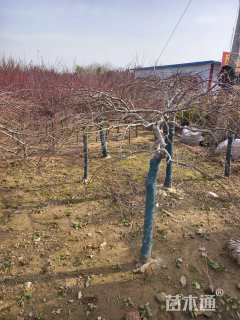 高度120厘米羽毛枫