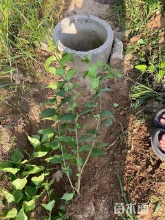 高度80厘米丁香小苗