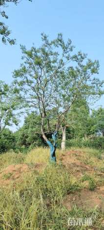 20公分造型乌桕