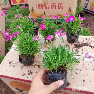高度19厘米欧石竹