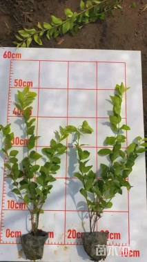 高度40厘米金叶女贞