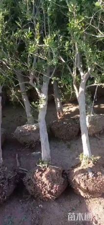 高度280厘米石榴