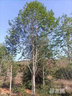 18公分乐昌含笑