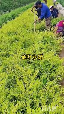 高度30厘米金叶水蜡