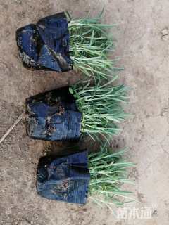 高度12厘米地被石竹