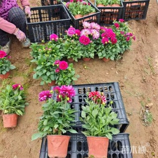 高度28厘米小丽花