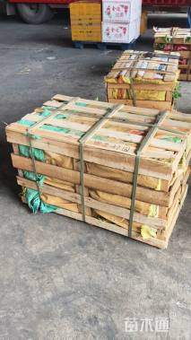 高度20厘米薰衣草