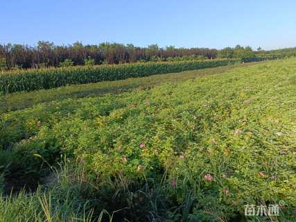高度60厘米四季玫瑰