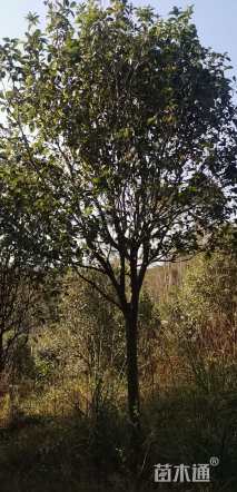15公分香泡