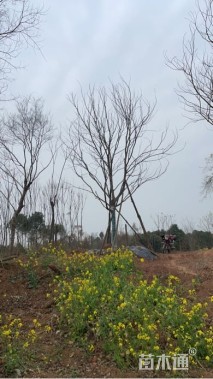 18公分朴树