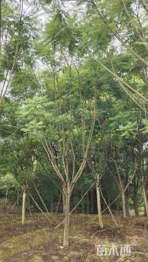 18公分蓝花楹