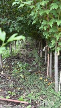 高度200厘米木槿