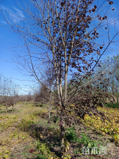 10公分紫叶稠李