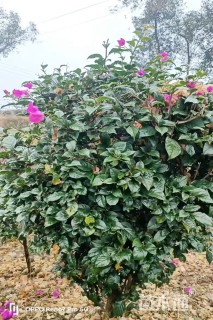 高度150厘米三角梅