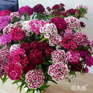 五彩石竹种子