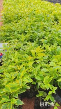 高度30厘米大叶红草