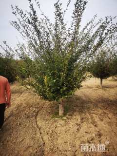 12公分垂丝海棠