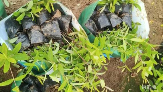 高度30厘米金丝桃