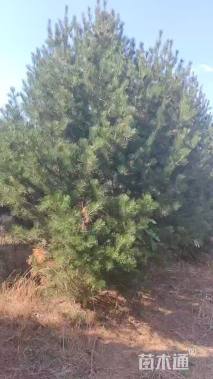 高度300厘米白皮松