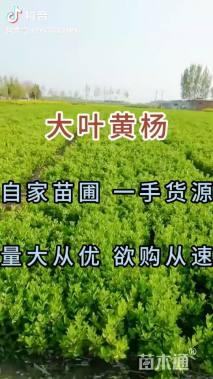 高度40厘米高山黄杨