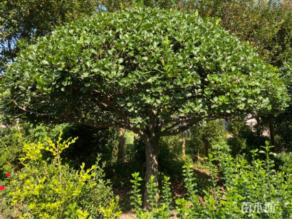 高度280厘米高杆大叶黄杨球