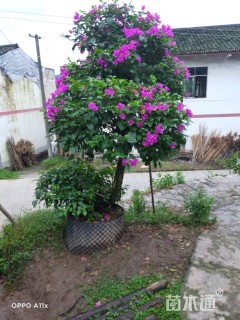 冠幅150厘米三角梅球