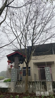 27公分朴树