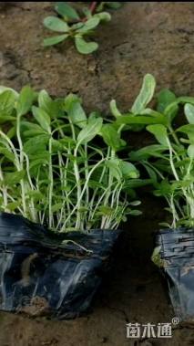 高度15厘米千屈菜