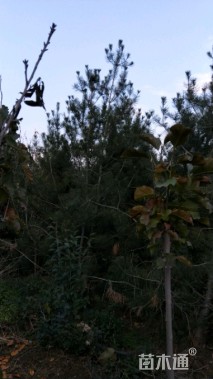 高度350厘米白皮松