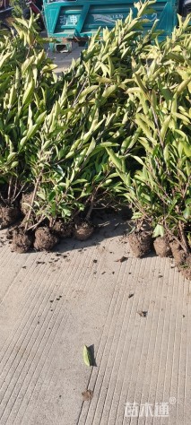 高度50厘米法国冬青