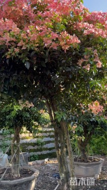 高度230厘米三角梅