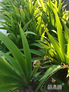 高度20厘米鸢尾