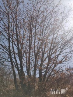 高度300厘米丛生蒙古栎