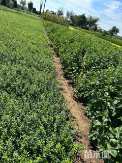 主蔓长40厘米扶芳藤