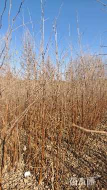 高度80厘米白桦小苗