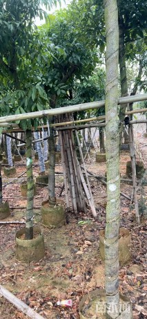 5公分海南红豆