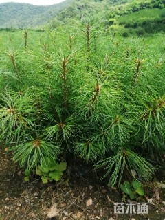高度20厘米华山松