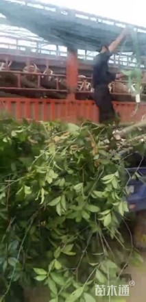 8公分桂花