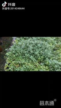 高度20厘米佛甲草