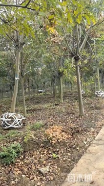 15公分黄山栾树