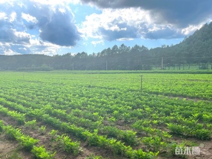 1.5公分山槐