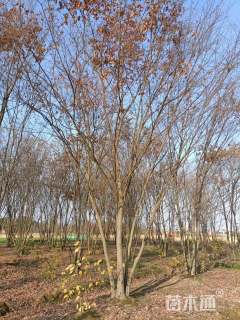 30公分丛生榉树