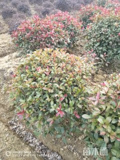 冠幅60厘米红叶石楠球