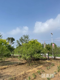 15公分山杏