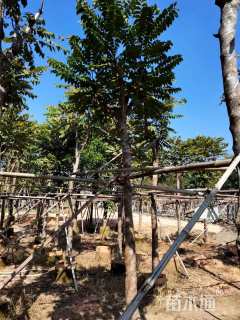 13公分麻楝